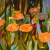 RBG Lily pads, 30" x40", acrylic on canvas, © Donna Grandin.